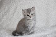 Ориентальные котята,  британские котята