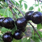 продаются саженцы плодово-ягодных деревьев и кустарников!