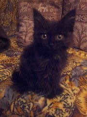 Котенок ищет хозяев!!! Отдам в добрые руки