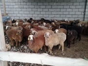продаю баранов в Астане