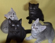 Котята британцы