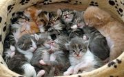 БЕСПЛАТНО отдам милых котят в хорошие руки