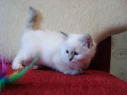 Котята породы Священная Бирманская кошка