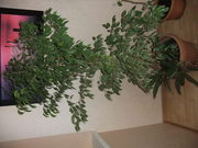 Продам комнатный цветок