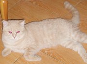 Продам красивого кота британца