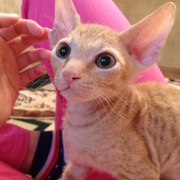 Продам котенка. Донской сфинкс,  самый дружелюбный и добрый кот.