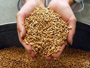 Продам дроблёнку ячмень в мешках