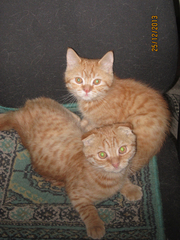 Шотландские котята,  рыжие крапчатые