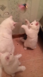 Британские котята