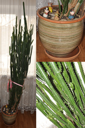 Молочай Трехгранный (Euphorbia Trigona),  210 см.