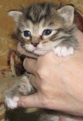 Предлагаем котят Курильского бобтейла