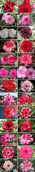 Семена и подростки Adenium 