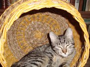 Кошка Клеопатра ищет дом