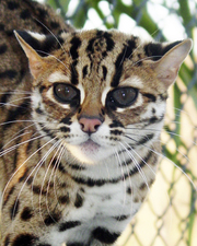 bengalskie leopardi