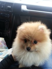 немецкий шпиц карликовый, щенок