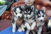 Сибирский хаски щенки
