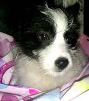 Отдается в самые добрые руки щенок