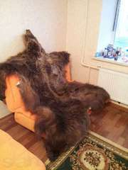 Продам Медвежью шкуру