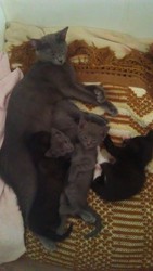 Отдам котят(даром)