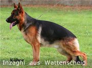 Продам щенка немецкой овчарки. От ипмортной пары