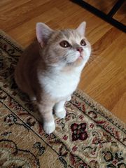 британский котенок