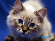 В  самые добрые руки котят