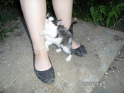 котенок ищет добрые руки