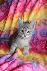 В самые добрые руки котенка