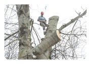 благоустройство зеленых насаждений