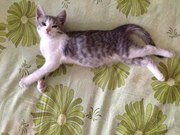 В добрые руки котенка