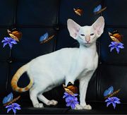 Red Siamese - элитные котята из питомника Амрита Марга 