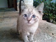 В добрые руки коята 