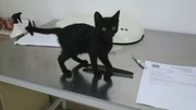 Котенок в самые добрые руки .