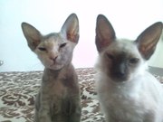 Котят Донского Сфинкса