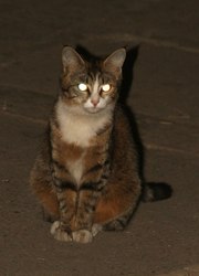 Отдается в добрые руки котик