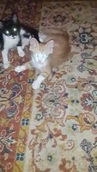 Милые котята в добрые руки