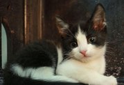 Котенок отдается в  добрые руки