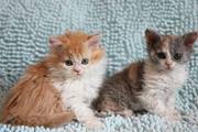 Кудрявые котята породы Селкирк-рекс