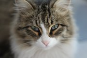 Кошка Сима ждет свою семью.
