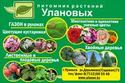 Услуги по озеленению продажа растений