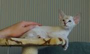 Сиамские котята из питомника 