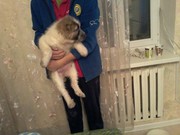 Срочно продам умного щенка алабая