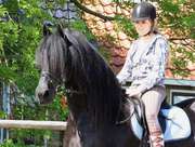 Фризские кобылы. Пара 165 cm 2010