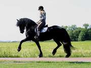 Фризские кобылы. Пара 165 cm 2010 Великолепный экстерьер является визи