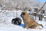 Продаются щенки кавказкой овчарки, от хороших производителей 