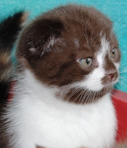 Шотладские котята,  скоттиш фолд