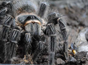 Пауки-птицееды вида Lasiodora parahybana подростки L 10-13 