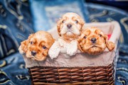щенки американский кокер спаниель