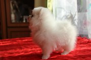 2 красивые щенки Померанский
