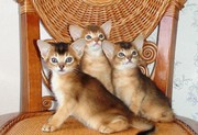 Котята абиссинской породы